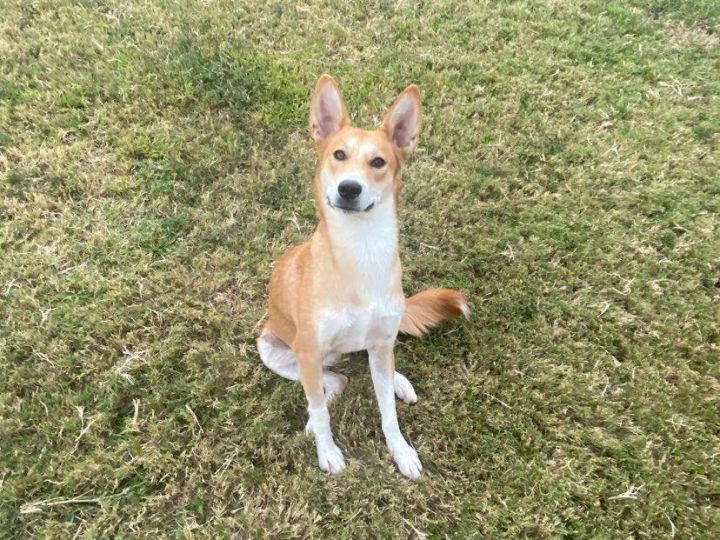 Dog For Adoption - Sookie, A Carolina Dog In Mckinney, Tx | Petfinder