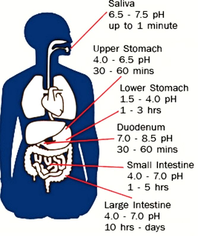 How Long Does It Take To Digest Food And Absorb Nutrients?