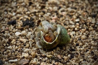 Do Hermit Crabs Lay Eggs Or Give Live Birth?