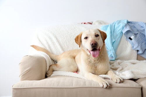 Should You Let Your Dog On The Couch? - My Animals