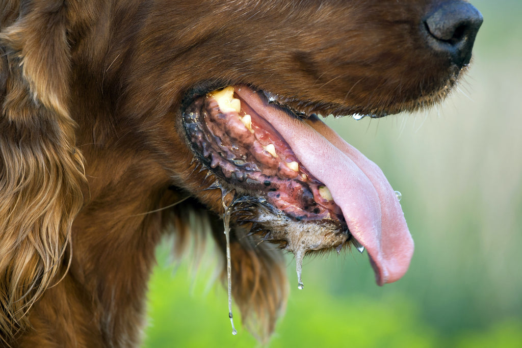 Dog Hyperventilating: Common Causes And Treatment Options | Pethonesty