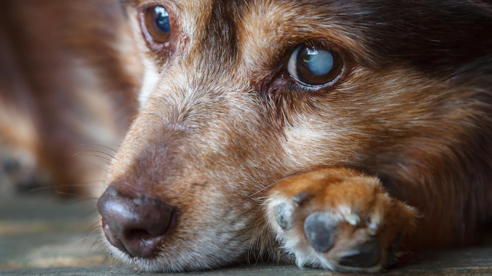 Dog Cataract Surgery Costs And How To Save | Pawlicy Advisor