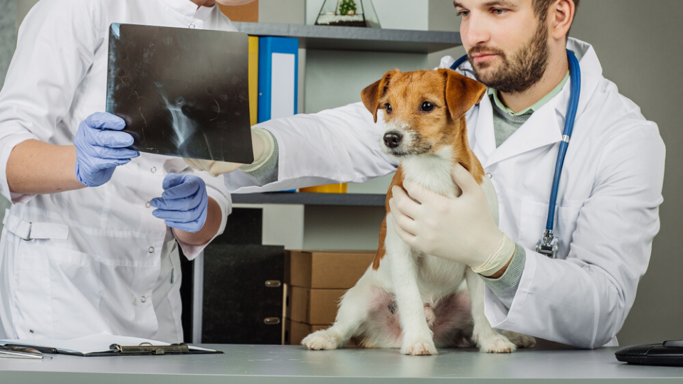 Dog X-Ray Costs And How To Save | Pawlicy Advisor