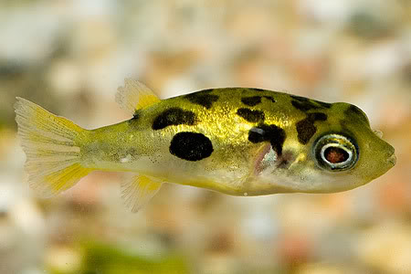 Dwarf Puffer Fish - The Care, Feeding And Breeding Of Dwarf Puffer Fish -  Aquarium Tidings