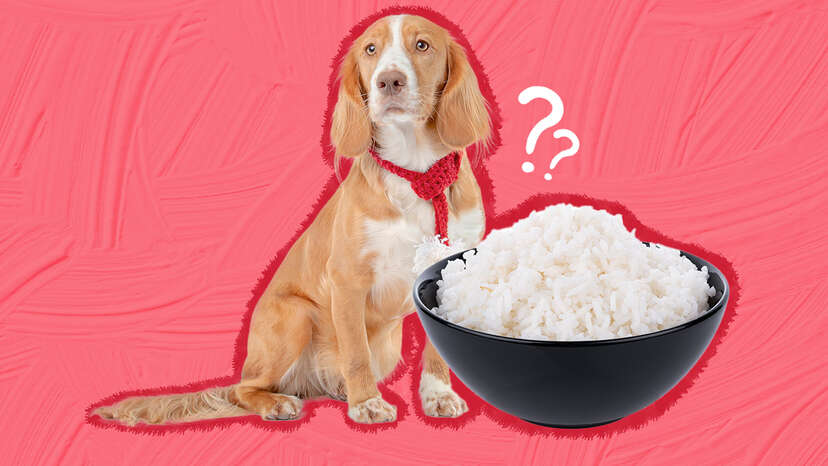 Can Dogs Eat Rice? And What Amount Is Safe? - Dodowell - The Dodo