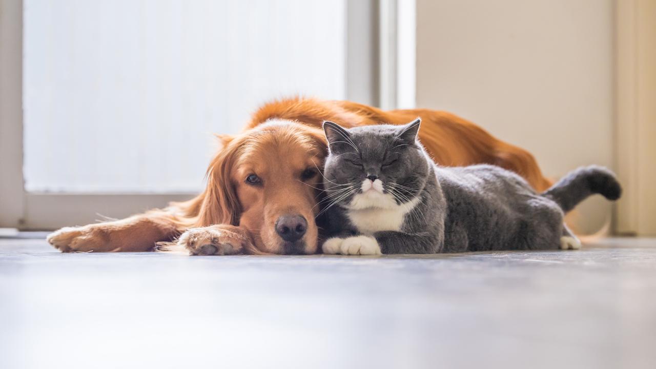 Can Dogs (Or Cats) Get Covid-19? Here Are The Facts - Goodrx