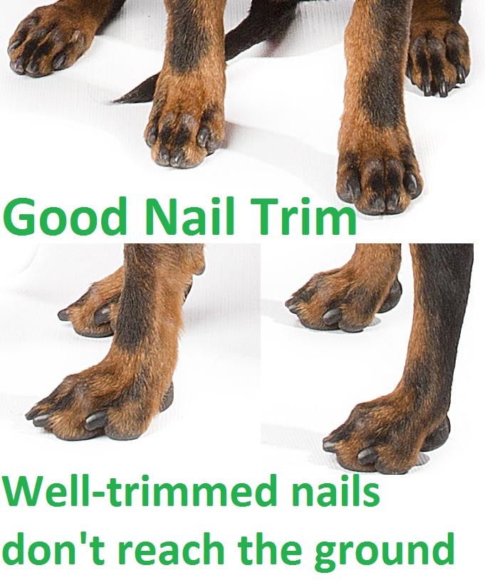 Nail Care | Maximal Manchester Terriers