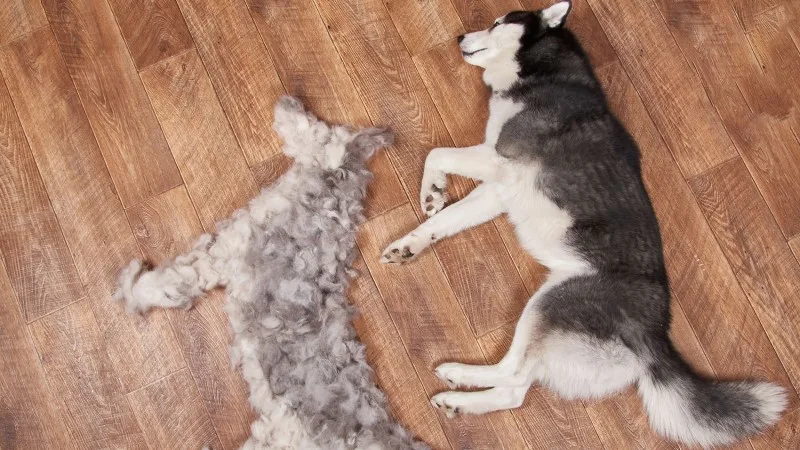 6 Tips To Control Dog Shedding