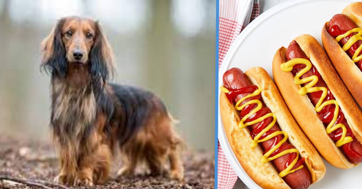 The Reason Why Hot Dogs Are Called Hot Dogs Is Related To The Dog Breed  Dachshunds - Goody Feed