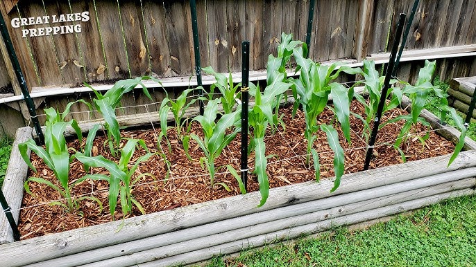 Tips For Growing Sweet Corn In Raised Beds - Youtube