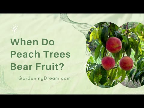 When Do Peach Trees Bear Fruit?