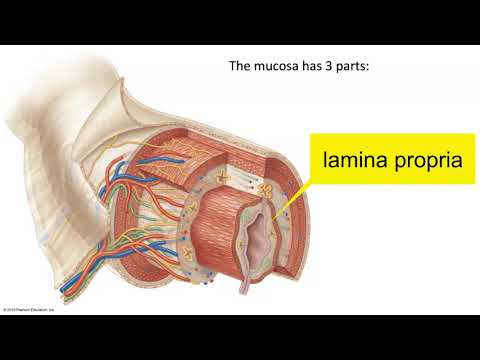 Layers of the GI Tract