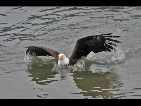 Bald Eagle Swimming - Youtube