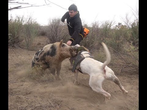 Wild Boar Hunting With Dogs Action Compilation Part 2 - Youtube