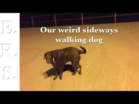 Our Weird Sideways Walking Dog - Youtube