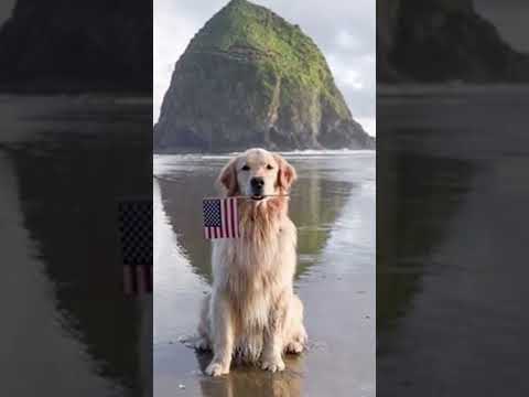 10 Best Dog friendly Beaches in the U.S.