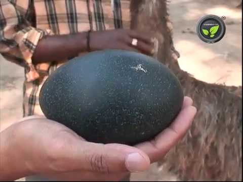 Emu Breeding, Egg Laying Hatching And Chick Management - Youtube