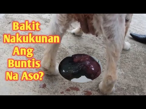 Symptoms Of Dogs Miscarriage / Causes And Treatment - Youtube