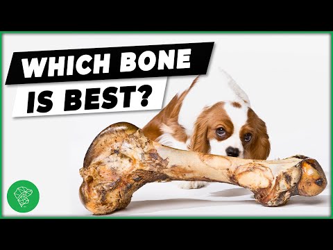 Dog bones: Which Are Safe For Dogs? | Ultimate Pet Vet