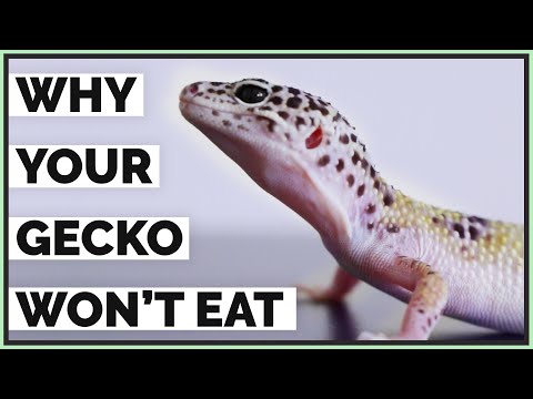 5 Reasons Your Leopard Gecko Isn'T Eating - Picky Geckos - Youtube