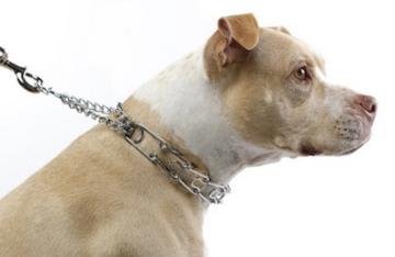 Alternatives To Choke Chains, Prong Collars, And Other Aversive Methods |  Animal Hospital Of North Asheville