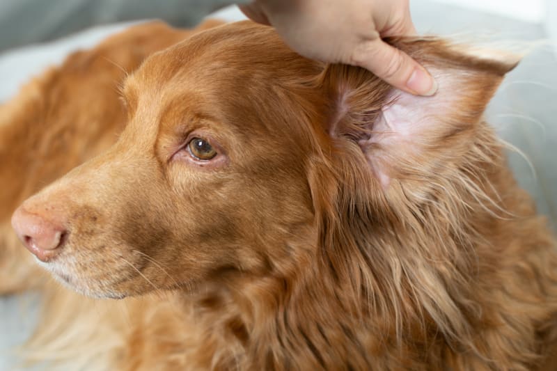 How To Prevent Yeast Infections In Your Dog'S Ears | Redmond Veterinarians  | How To Get Rid Of A Yeast Infection In A Dog'S Ear