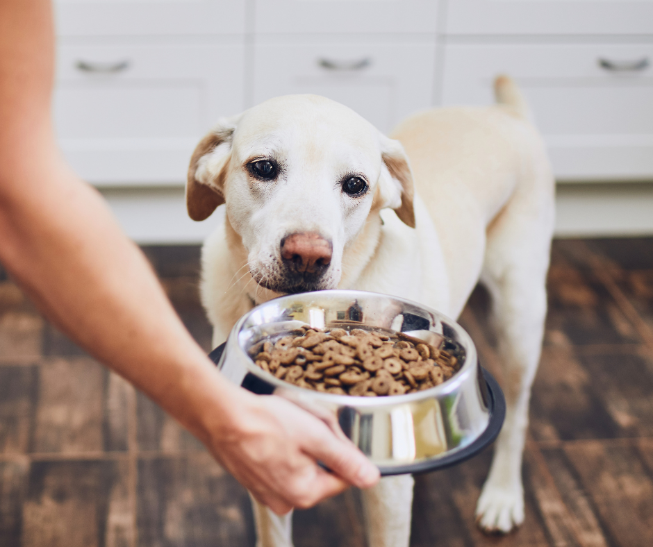 20 Best Foods For Dog With Diarrhea In 2023 | Discover Magazine