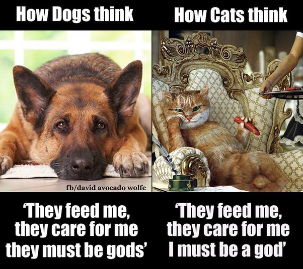 Which Is More Affectionate, Cats Or Dogs? - Quora