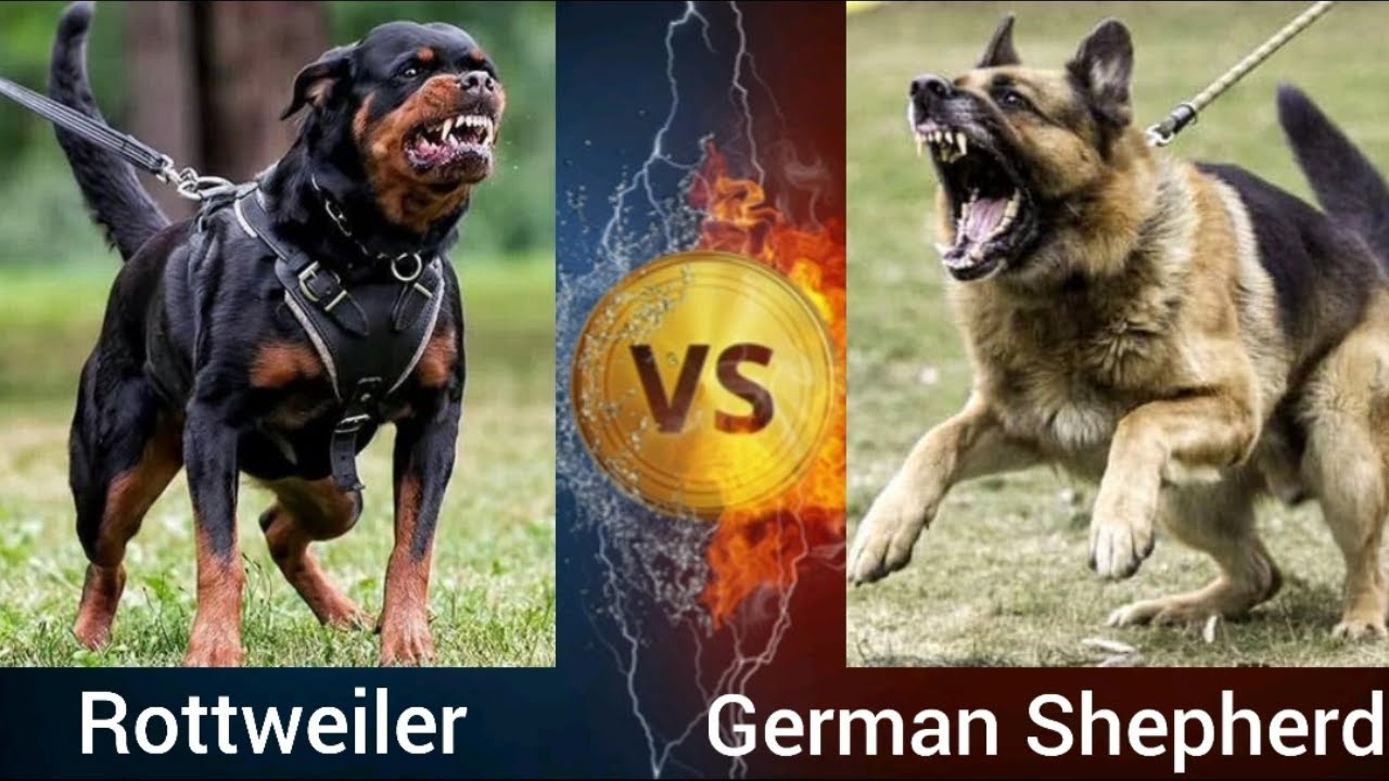 Is A German Shepherd Stronger Than A Rottweiler? - World Of Dogz