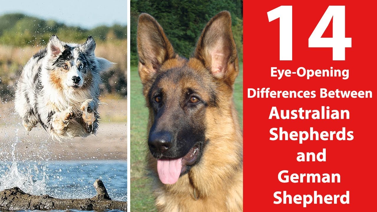 Australian Shepherd Vs German Shepherd - 14 Eye-Opening Differences -  Youtube