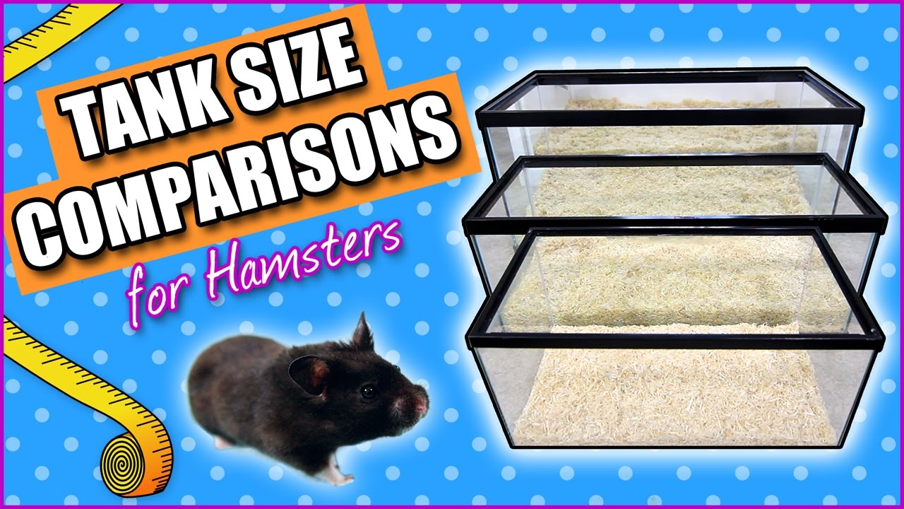 Tank Size Comparisons For Hamsters - Youtube