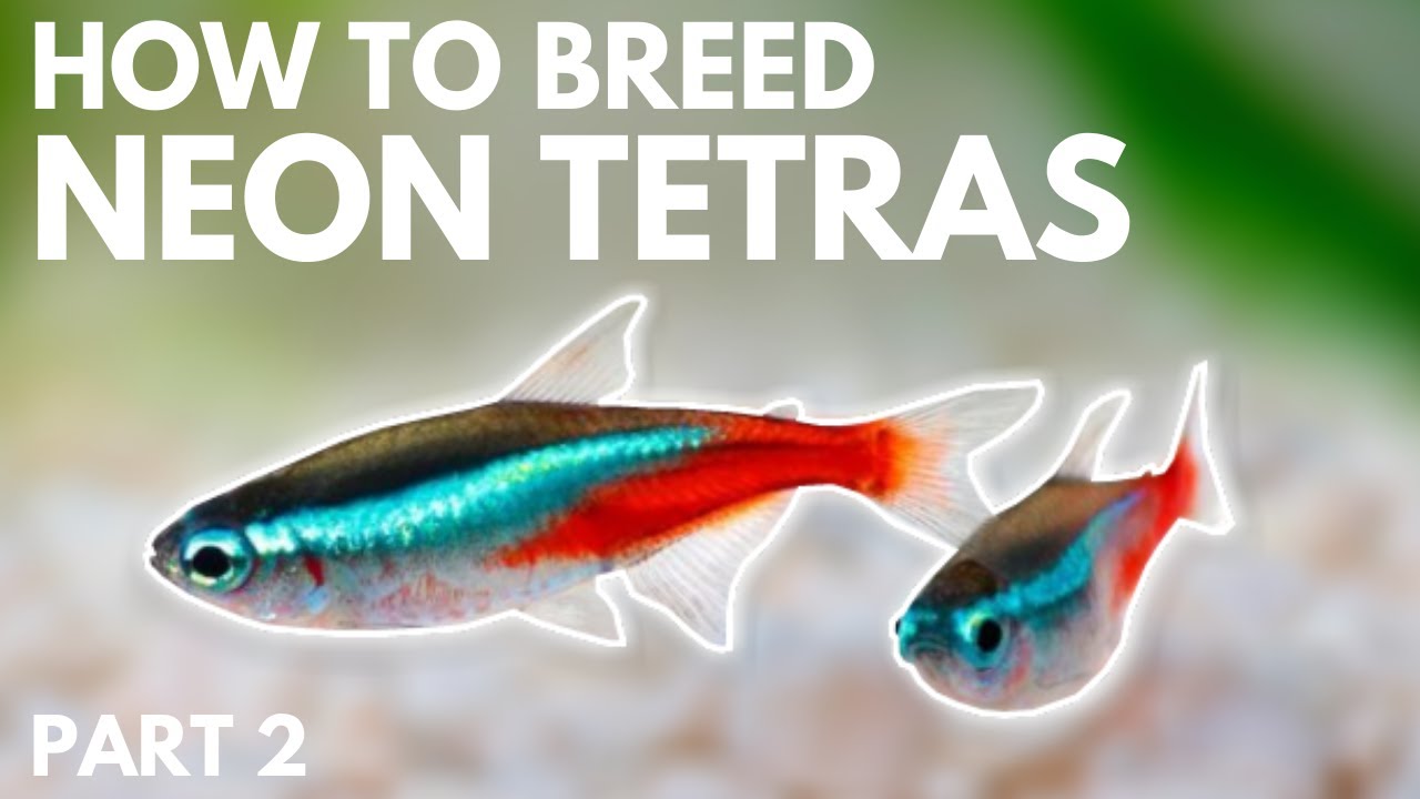 Pregnant Neon Tetra: Things To Know About Fish Reproduction -  Japanesefightingfish.Org