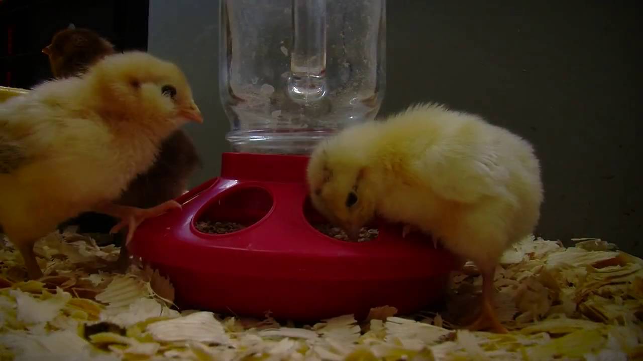 How Long To Keep A Brooder Lamp On Baby Chicks - Youtube