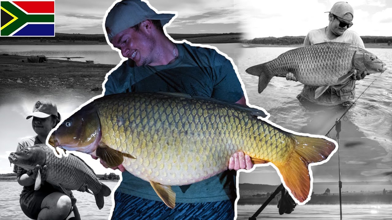 Big Carp Fishing South Africa 2021 // The Biggest Fish I'Ve Ever Seen. -  Youtube