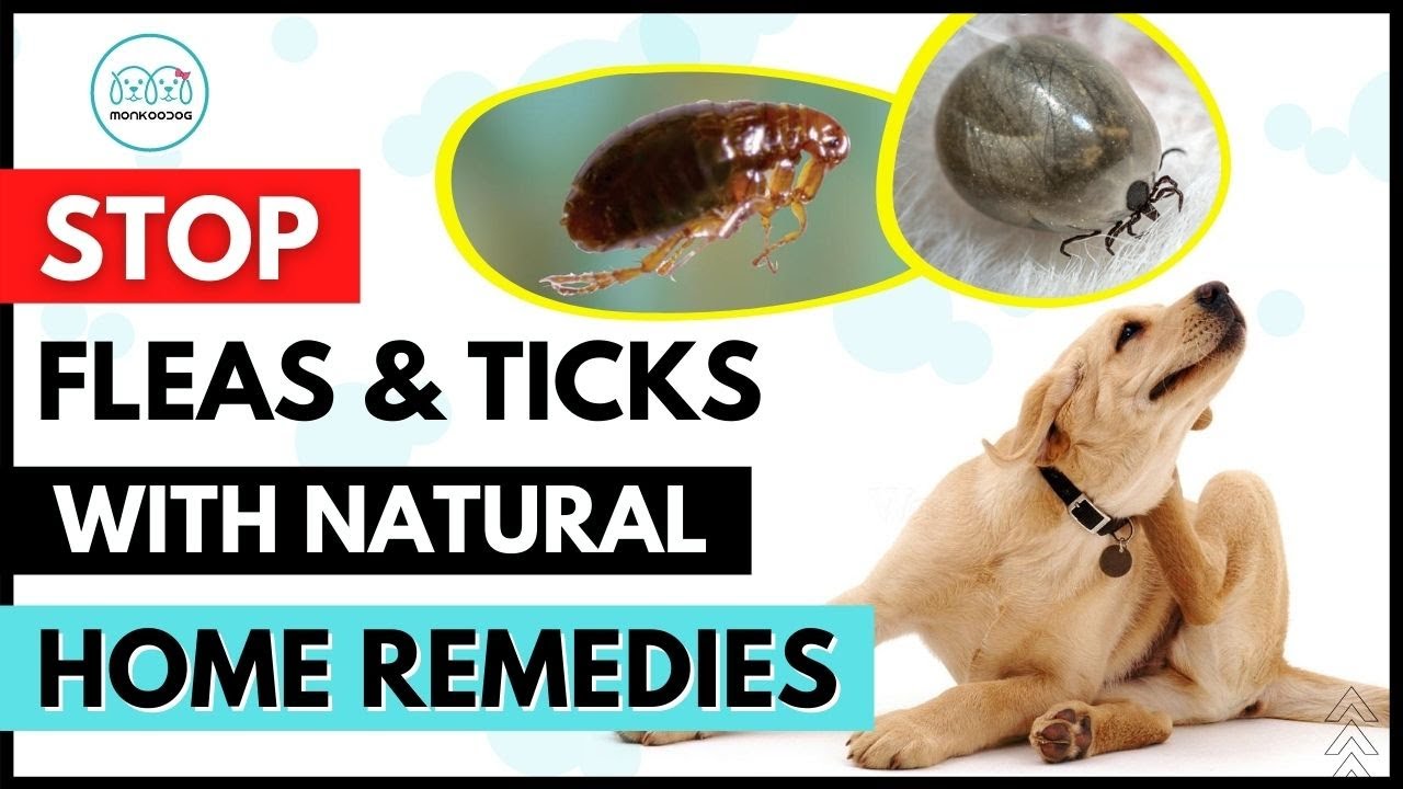 Natural Homemade Remedies To Get Rid Of Fleas & Ticks On Your Dog 🦟 🕷  Instantly - Youtube