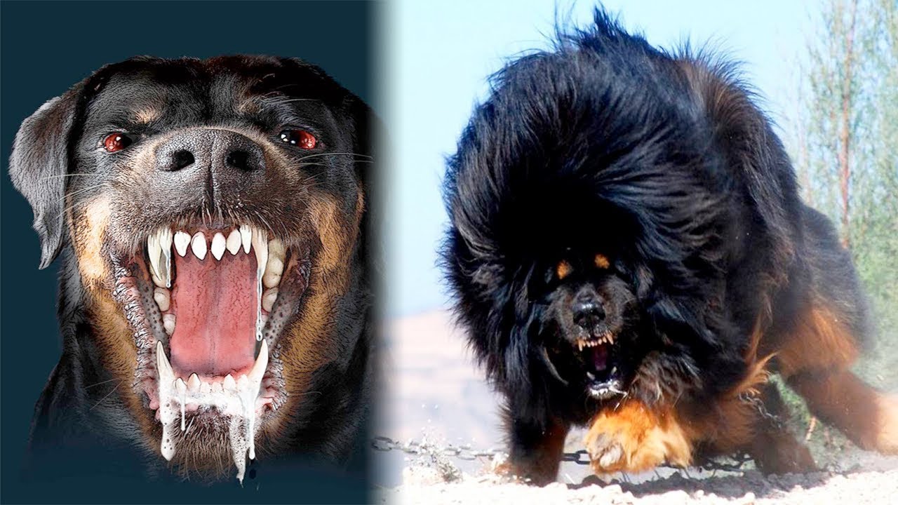 The Most Dangerous Dogs In The World - Youtube