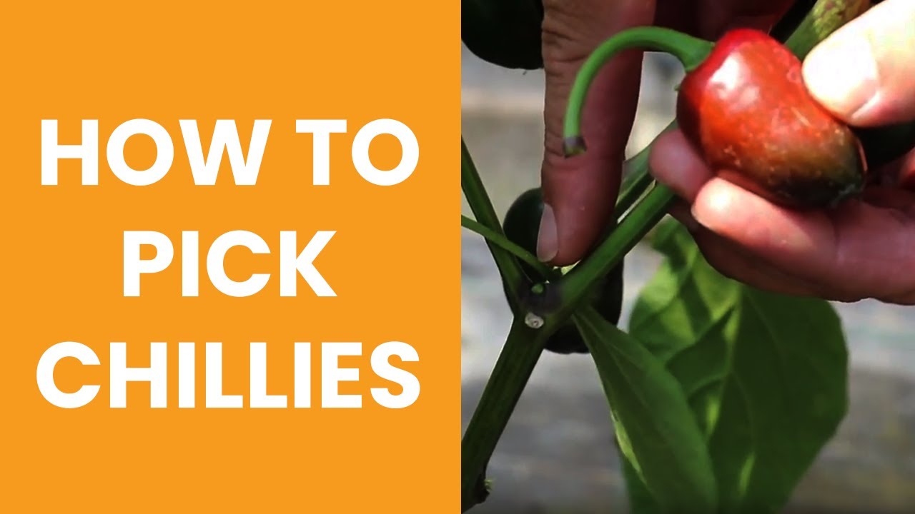 How To Pick Chillies - Chilli Harvesting - Youtube