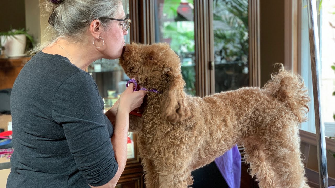 How To Brush Your Curly Coated Dog - Youtube