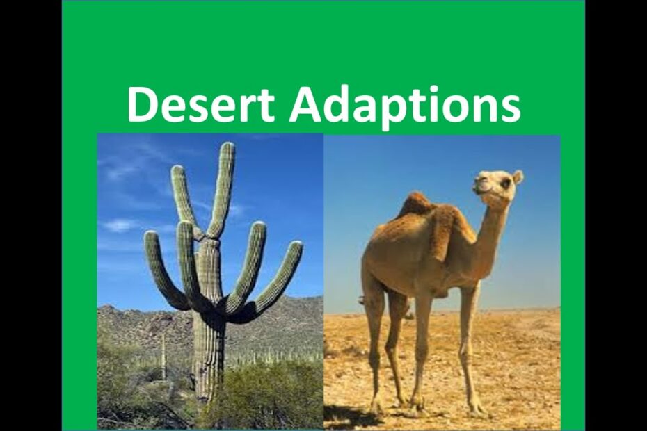 Desert Plants And Animals Adaptations -For Kids - Youtube