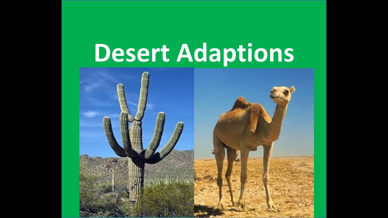 Desert Plants And Animals Adaptations -For Kids - Youtube