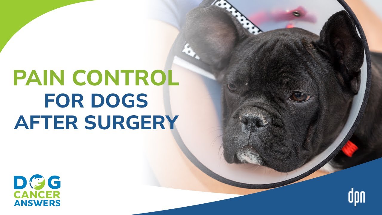 Pain Control For Dogs After Surgery | Tasha Mcnerney Cvt - Youtube