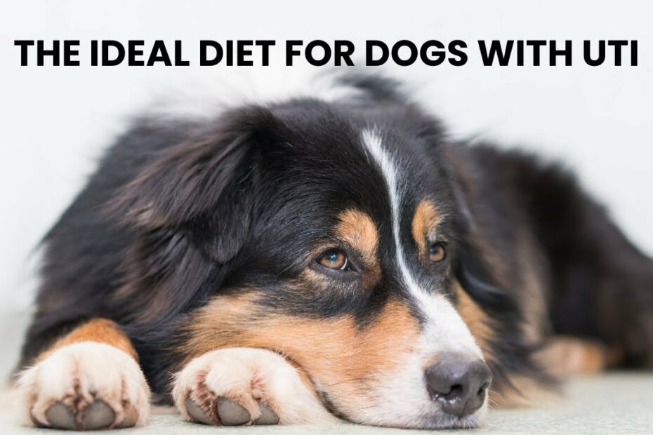 This Is The Ideal Diet For Dogs With Utis - Volhard Dog Nutrition