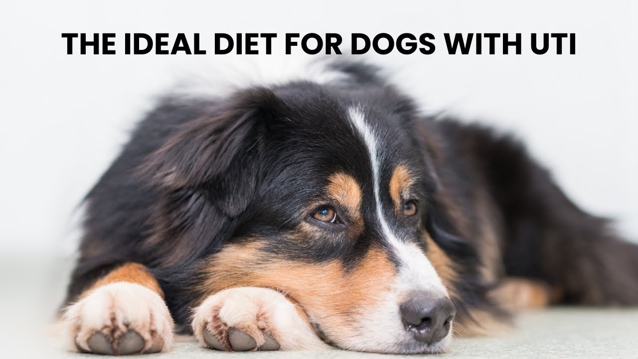 This Is The Ideal Diet For Dogs With Utis - Volhard Dog Nutrition