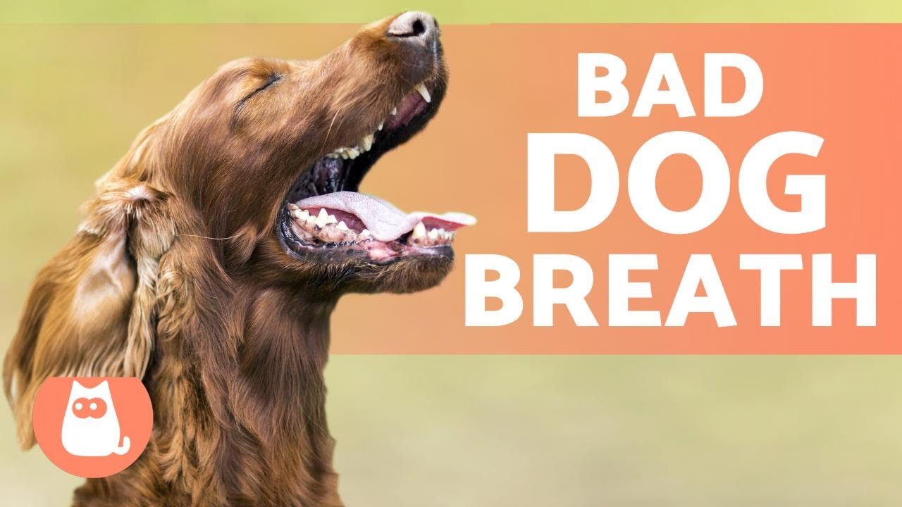 Bad Breath In Dogs - 5 Tricks To Get Rid Of It - Youtube