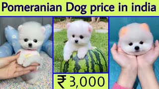 Pomeranian Dog Price In India | Teacup Dog Price In India | Cute Dog Price  In India | Earning Dog - Youtube