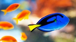 How Much Electricity Does A Large Fish Tank Use? - Howcast