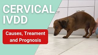 Symptoms Of Cervical Ivdd In Dogs - Youtube