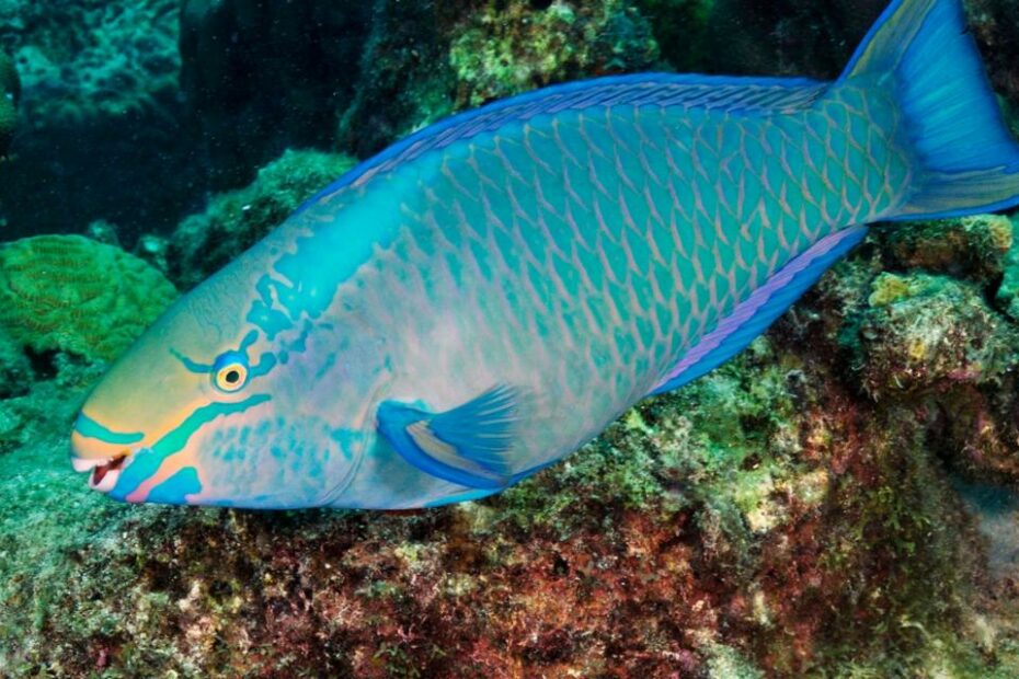 What Fish Has A Beak And Eats Coral: A Fascinating Underwater Predation