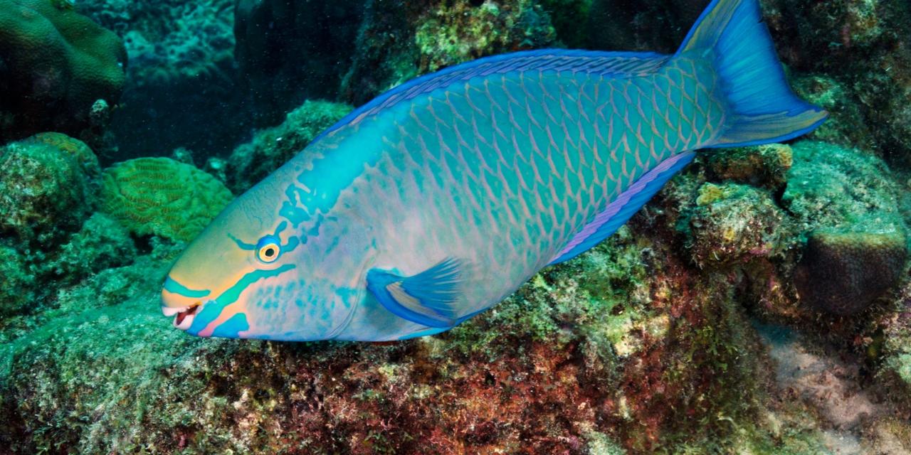 Parrotfish