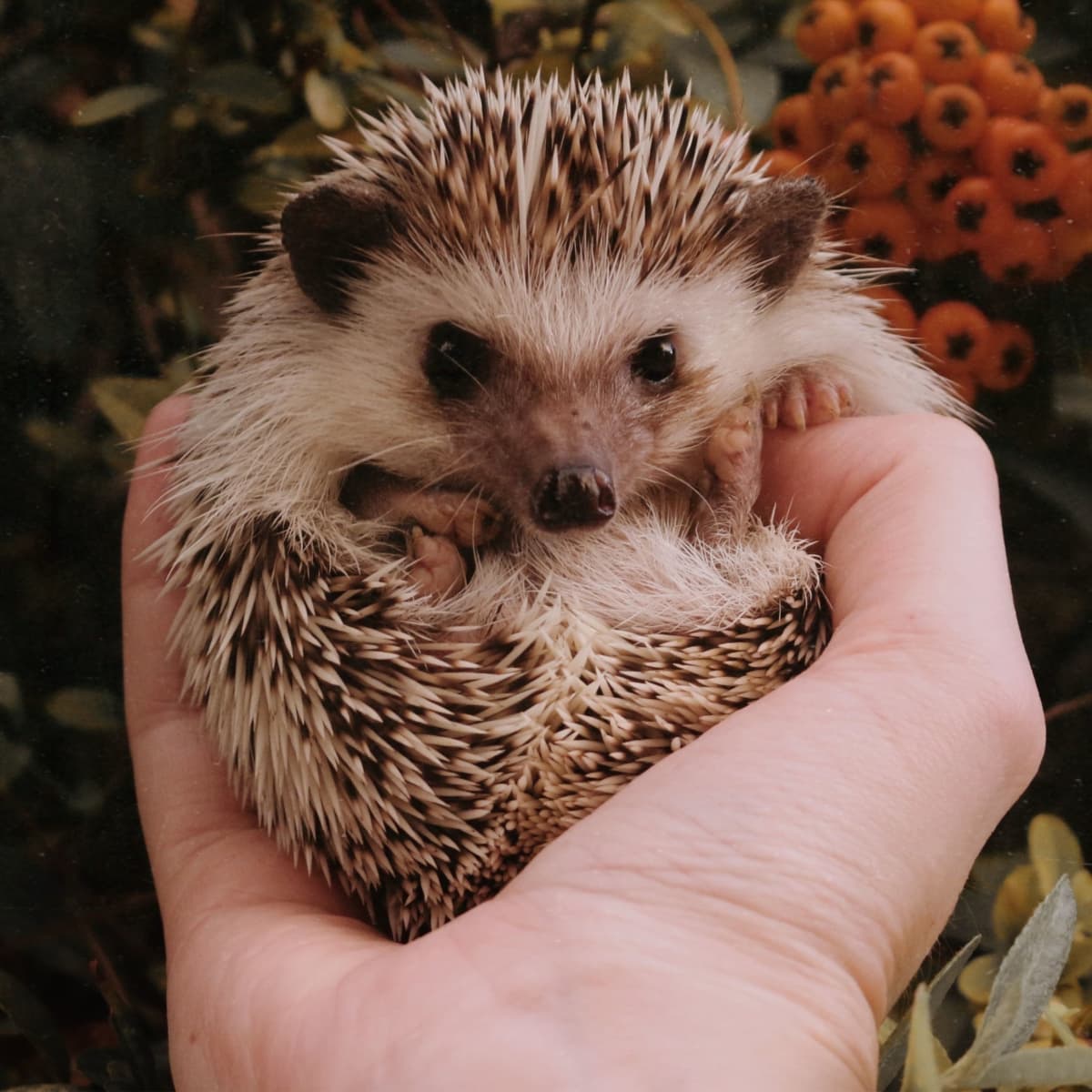 7 Fun Facts About Pet Hedgehogs - Pethelpful